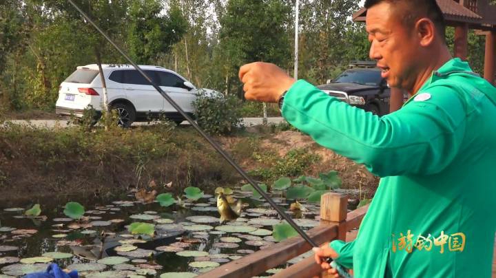 《游钓中国4》第41集 微山湖放竿多波折 走钓藕塘连竿上鲫
