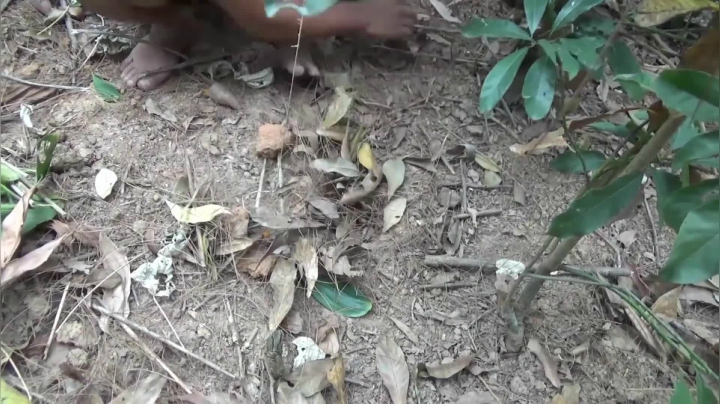 P19_19陷阱和笼子