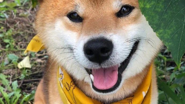 电子竞技视力好