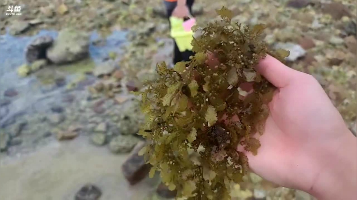 我在斗鱼看川味箩卜直播户外