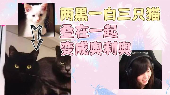 两黑一白三只猫，叠在一起变成奥利奥