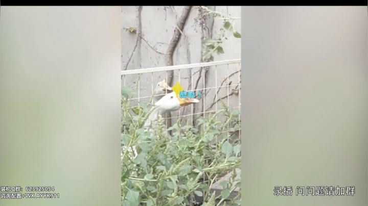 【2021-01-12 18点场】安阳盈科：NV邀您体验最新光追