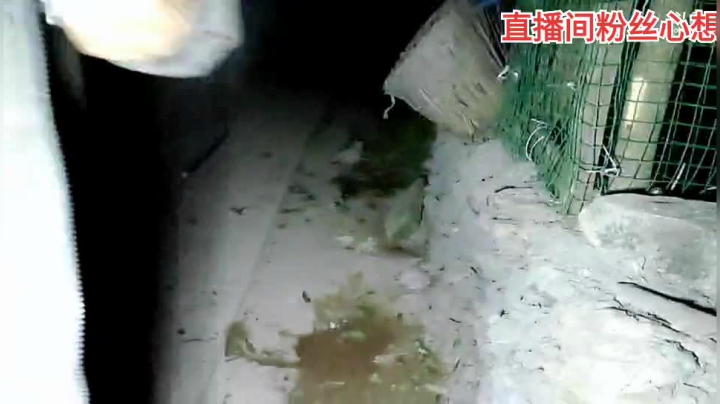 我在斗鱼看许文强户外直播户外