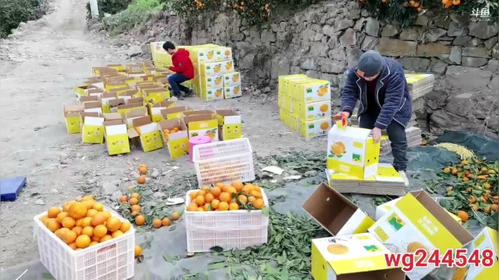 【2021-01-15 14点场】叶子户外：《纪实直播》反走317；萨普神山