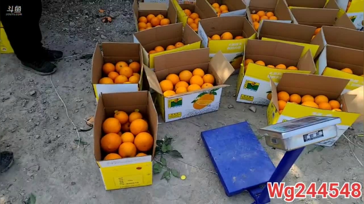 【2021-01-15 12点场】叶子户外：《纪实直播》反走317；萨普神山