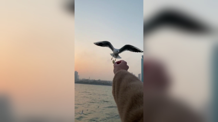 别害怕吃饱饱%喂海鸥