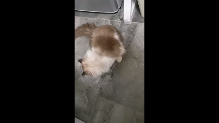 爱的魔力转圈圈~