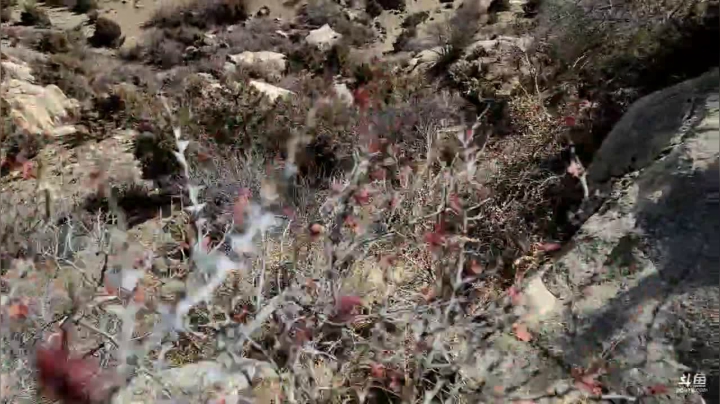 【户外】叶子户外的精彩时刻 20210117 15点场