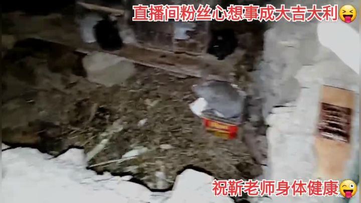 我在斗鱼看许文强户外直播户外