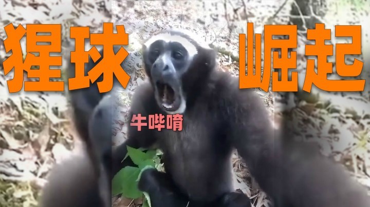 【一条小团团】早期倍镜驯服人类珍贵视频~