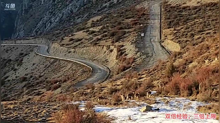 【2021-01-22 18点场】叶子户外：《纪实直播》藏北孜珠寺出发