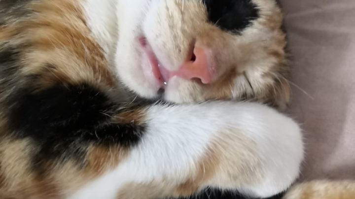 没直播就看录像把