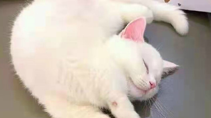 我逐渐可以反杀狼人，还是两个