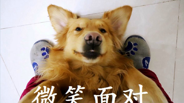 【 2021-01-24 02点场】若此最相思i：一个刚入坑