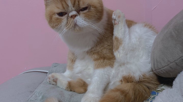 感冒倒下前的直播录像……
