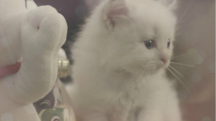 剑网3逗比艺术家——猫狗拍摄激萌花絮！