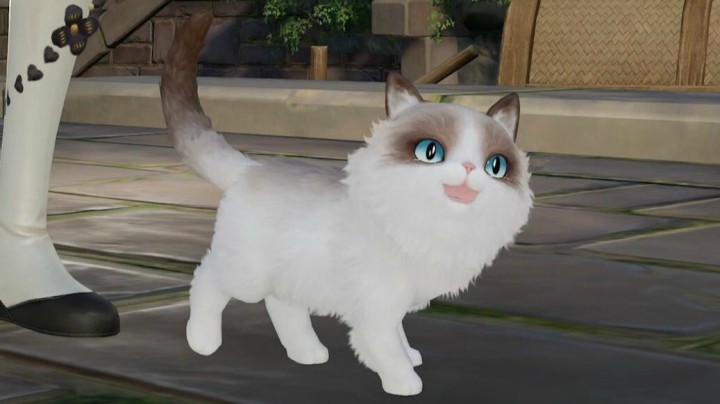 猫咪挂宠激萌来袭 快来领养小猫咪！