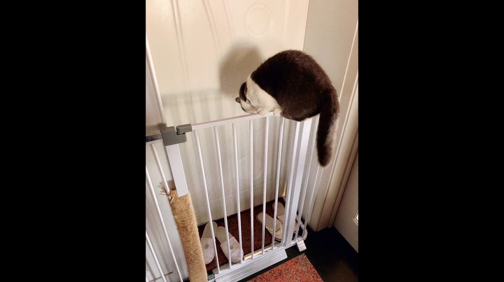 今天的猪