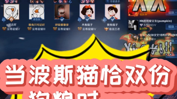 当波斯猫恰双份狗粮时。。。