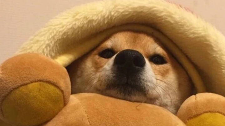 臭宝