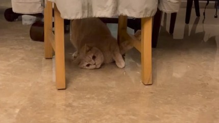 【阿饼】傻子猫