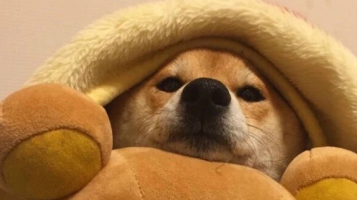 臭宝