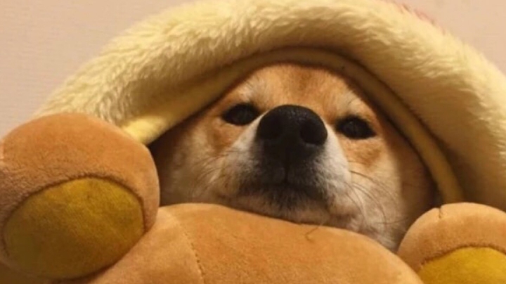 臭宝