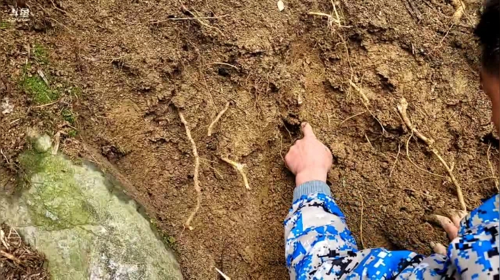 【2021-02-09 11点场】魅力生活i：上山挖野生山药
