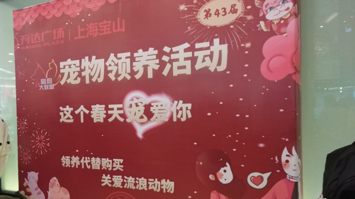 春节宠物领养，上海猫狗大联盟