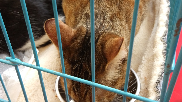 猫狗大联盟宠物领养