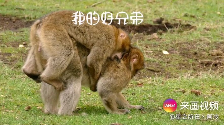 阿冷丶星之所在发布了一个斗鱼视频2021-02-16