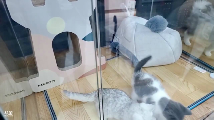 【户外】小鱼小鱼吃虾米的精彩时刻 20210218 18点场