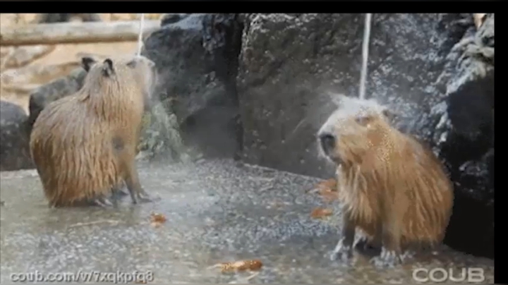 【2021-02-11 03点场】史维佳：刚刚开始了