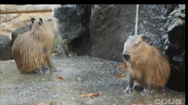 【2021-02-11 01点场】史维佳：刚刚开始了