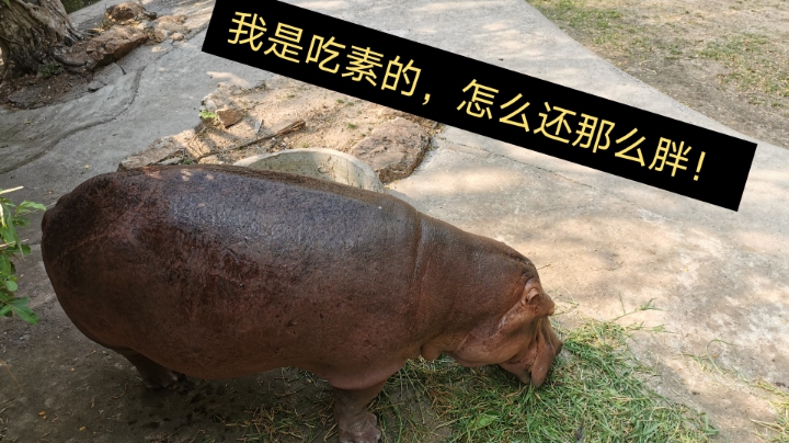 动物真可爱呀~