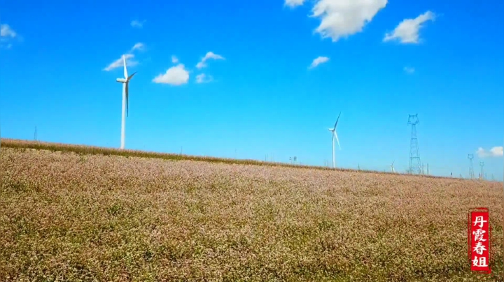 《漂亮娘们儿美食记》181_看完震撼的荞麦花，磊哥满脑子是美食，3人吃羊肉荞面壳壳，真爽