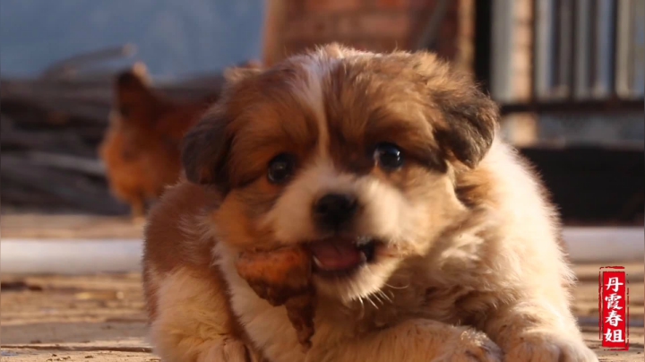 《漂亮娘们儿美食记》274_春耕种好菜，春姐给家人做鸡肉炖粉条，3个人1只大公鸡，1顿吃光