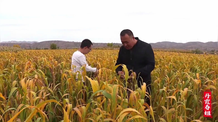 《漂亮娘们儿美食记》135_收割谷子，累饿了，春姐做麻辣牛肚犒劳大家，干完农活吃饭真过瘾