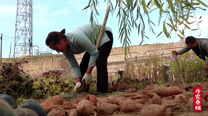《漂亮娘们儿美食记》133_地里挖红薯，弟弟馋的直接刨坑烤，挖出尴尬了，还是春姐做的美味