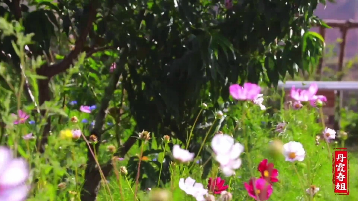 《漂亮娘们儿美食记》201_春姐教你卤猪蹄小技巧，这方法学到就是赚到，配上蒜汁，口水直流