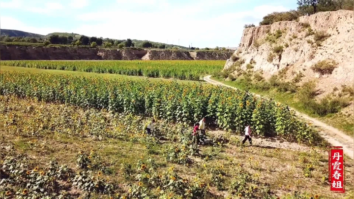 《漂亮娘们儿美食记》171_晓儿约春姐去拔苦菜，在奶奶家做陕北特色羊肉圪坨，大家吃过瘾了