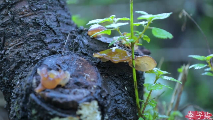 【美食】李子柒liziqi的精彩时刻 20210227 20点场