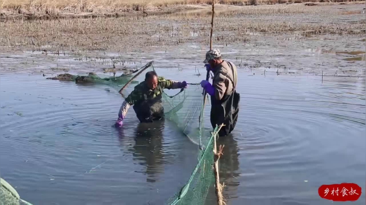 《乡村老流氓美食记》105_亲家鱼塘清鱼，食叔去帮忙，一网就是1000多斤，8个大汉拉不动