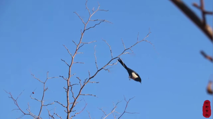 《乡村老流氓美食记》279_鸡爪这么吃才叫爽，食叔一做就是一箩筐，麻辣咸香还入味，过瘾