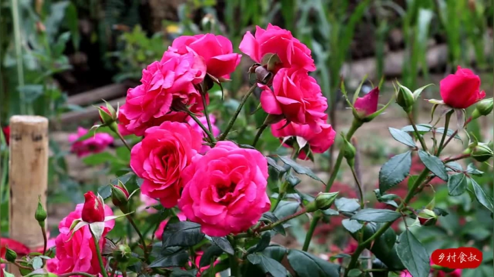 《乡村老流氓美食记》132_九转大肠！买2根肥肠，先卤后溜五味俱全，这个下酒菜吃得真过瘾