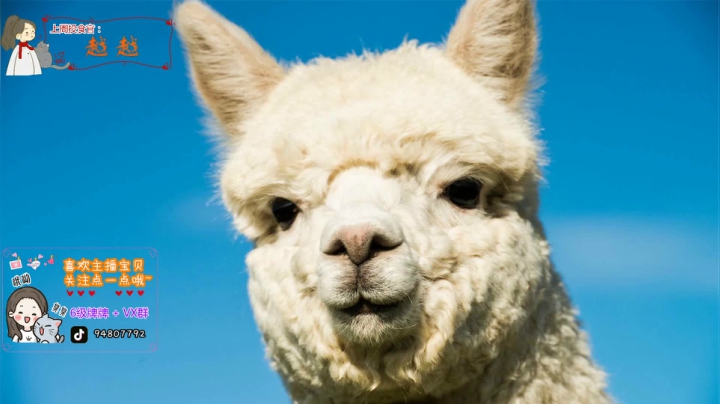 【2021-02-26 21点场】哦呦orz：祝大家元宵节快乐，吃的圆鼓鼓的