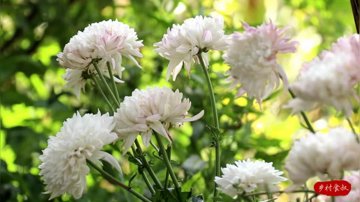 《乡村老流氓美食记》128_80买个猪肘子，做“霸王肘子”，Q弹入味还不腻，吃一口真过瘾