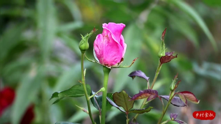 《乡村老流氓美食记》134_油泼面！老婆最近胖了20斤，嚷着吃素，简单做个素面，差点吃撑