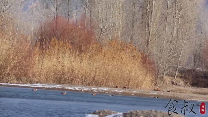 《乡村老流氓美食记》298_都说西北人会吃羊肉，原来是如此豪爽，大叔吃的可真是香