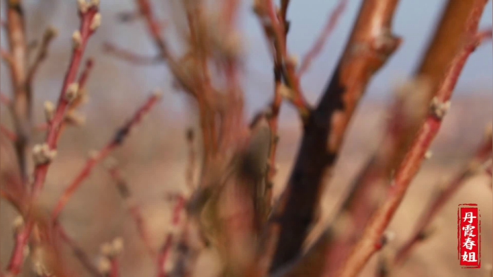 《漂亮娘们儿美食记》366_不喜欢吃猪大肠，是你不懂它的做法，这样炒7斤大肠，3人一次吃完